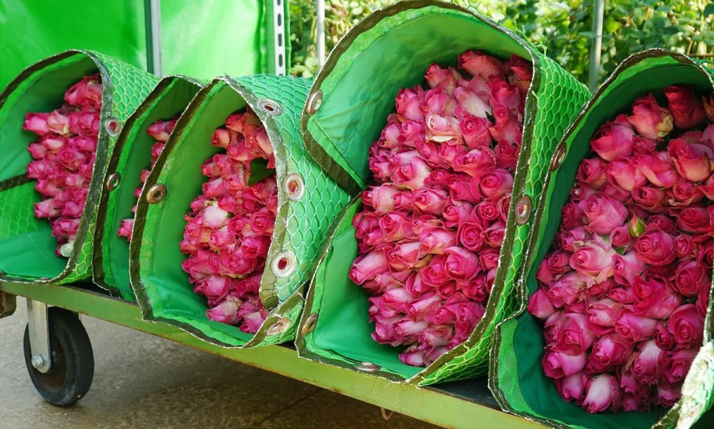 Exportations nationales de fleurs 61 millions d’USD enregistrés l an passé